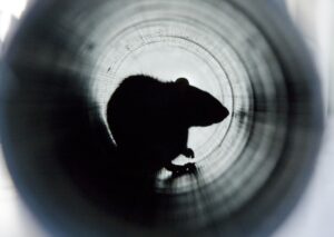 rat hiding in interior of pipe
